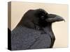 Common Raven (Corvus Corax), Petrified Forest National Park, Arizona-James Hager-Stretched Canvas