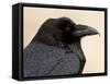 Common Raven (Corvus Corax), Petrified Forest National Park, Arizona-James Hager-Framed Stretched Canvas