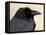 Common Raven (Corvus Corax), Petrified Forest National Park, Arizona-James Hager-Framed Stretched Canvas