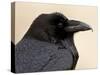 Common Raven (Corvus Corax), Petrified Forest National Park, Arizona-James Hager-Stretched Canvas