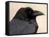 Common Raven (Corvus Corax), Petrified Forest National Park, Arizona-James Hager-Framed Stretched Canvas