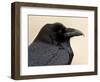 Common Raven (Corvus Corax), Petrified Forest National Park, Arizona-James Hager-Framed Photographic Print