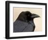 Common Raven (Corvus Corax), Petrified Forest National Park, Arizona-James Hager-Framed Photographic Print