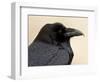 Common Raven (Corvus Corax), Petrified Forest National Park, Arizona-James Hager-Framed Photographic Print