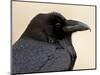 Common Raven (Corvus Corax), Petrified Forest National Park, Arizona-James Hager-Mounted Photographic Print