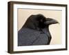 Common Raven (Corvus Corax), Petrified Forest National Park, Arizona-James Hager-Framed Photographic Print
