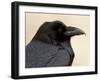 Common Raven (Corvus Corax), Petrified Forest National Park, Arizona-James Hager-Framed Photographic Print