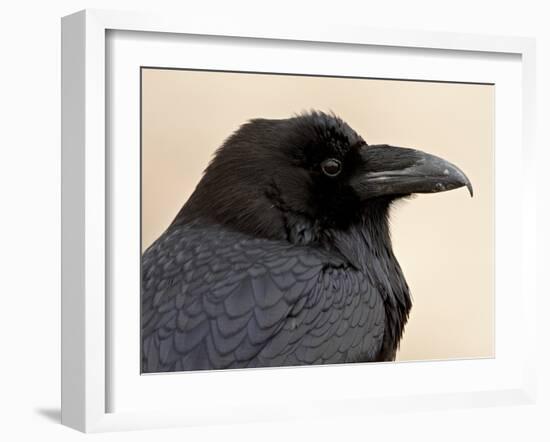 Common Raven (Corvus Corax), Petrified Forest National Park, Arizona-James Hager-Framed Photographic Print