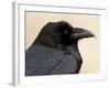 Common Raven (Corvus Corax), Petrified Forest National Park, Arizona-James Hager-Framed Photographic Print