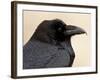 Common Raven (Corvus Corax), Petrified Forest National Park, Arizona-James Hager-Framed Photographic Print