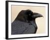 Common Raven (Corvus Corax), Petrified Forest National Park, Arizona-James Hager-Framed Photographic Print