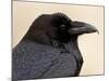 Common Raven (Corvus Corax), Petrified Forest National Park, Arizona-James Hager-Mounted Photographic Print