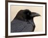 Common Raven (Corvus Corax), Petrified Forest National Park, Arizona-James Hager-Framed Photographic Print