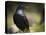 Common Raven, Corvus Corax, West Yellowstone, Montana, Wild-Maresa Pryor-Stretched Canvas