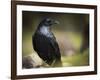 Common Raven, Corvus Corax, West Yellowstone, Montana, Wild-Maresa Pryor-Framed Photographic Print