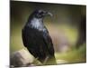 Common Raven, Corvus Corax, West Yellowstone, Montana, Wild-Maresa Pryor-Mounted Photographic Print