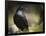 Common Raven, Corvus Corax, West Yellowstone, Montana, Wild-Maresa Pryor-Framed Photographic Print