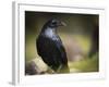 Common Raven, Corvus Corax, West Yellowstone, Montana, Wild-Maresa Pryor-Framed Photographic Print