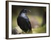 Common Raven, Corvus Corax, West Yellowstone, Montana, Wild-Maresa Pryor-Framed Photographic Print