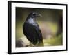 Common Raven, Corvus Corax, West Yellowstone, Montana, Wild-Maresa Pryor-Framed Photographic Print