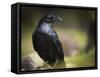 Common Raven, Corvus Corax, West Yellowstone, Montana, Wild-Maresa Pryor-Framed Stretched Canvas