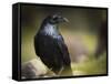 Common Raven, Corvus Corax, West Yellowstone, Montana, Wild-Maresa Pryor-Framed Stretched Canvas