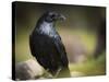 Common Raven, Corvus Corax, West Yellowstone, Montana, Wild-Maresa Pryor-Stretched Canvas