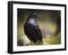 Common Raven, Corvus Corax, West Yellowstone, Montana, Wild-Maresa Pryor-Framed Photographic Print