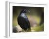 Common Raven, Corvus Corax, West Yellowstone, Montana, Wild-Maresa Pryor-Framed Photographic Print