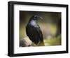 Common Raven, Corvus Corax, West Yellowstone, Montana, Wild-Maresa Pryor-Framed Photographic Print