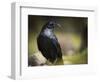 Common Raven, Corvus Corax, West Yellowstone, Montana, Wild-Maresa Pryor-Framed Photographic Print