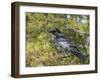 Common Raven, Corvus corax, Yellowstone, Montana, wild-Maresa Pryor-Framed Photographic Print