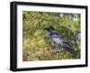 Common Raven, Corvus corax, Yellowstone, Montana, wild-Maresa Pryor-Framed Photographic Print