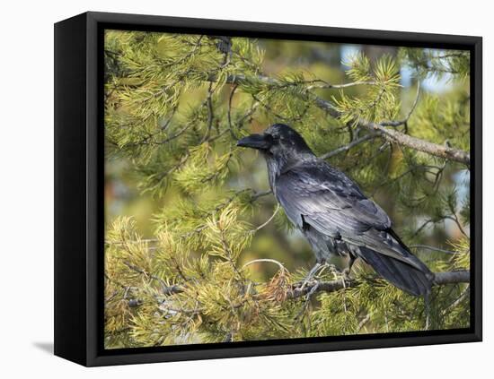 Common Raven, Corvus corax, Yellowstone, Montana, wild-Maresa Pryor-Framed Stretched Canvas