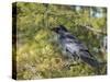 Common Raven, Corvus corax, Yellowstone, Montana, wild-Maresa Pryor-Stretched Canvas
