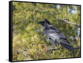 Common Raven, Corvus corax, Yellowstone, Montana, wild-Maresa Pryor-Framed Stretched Canvas