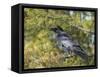 Common Raven, Corvus corax, Yellowstone, Montana, wild-Maresa Pryor-Framed Stretched Canvas