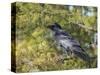 Common Raven, Corvus corax, Yellowstone, Montana, wild-Maresa Pryor-Stretched Canvas