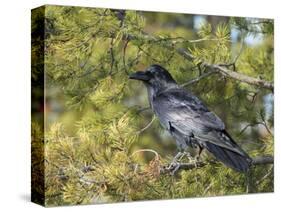 Common Raven, Corvus corax, Yellowstone, Montana, wild-Maresa Pryor-Stretched Canvas