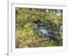 Common Raven, Corvus corax, Yellowstone, Montana, wild-Maresa Pryor-Framed Photographic Print