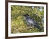 Common Raven, Corvus corax, Yellowstone, Montana, wild-Maresa Pryor-Framed Photographic Print