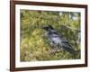 Common Raven, Corvus corax, Yellowstone, Montana, wild-Maresa Pryor-Framed Photographic Print