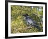 Common Raven, Corvus corax, Yellowstone, Montana, wild-Maresa Pryor-Framed Photographic Print