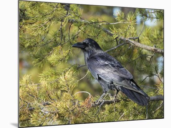 Common Raven, Corvus corax, Yellowstone, Montana, wild-Maresa Pryor-Mounted Photographic Print