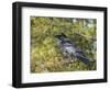 Common Raven, Corvus corax, Yellowstone, Montana, wild-Maresa Pryor-Framed Photographic Print