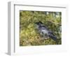 Common Raven, Corvus corax, Yellowstone, Montana, wild-Maresa Pryor-Framed Photographic Print