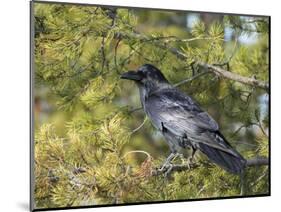 Common Raven, Corvus corax, Yellowstone, Montana, wild-Maresa Pryor-Mounted Photographic Print