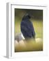 Common Raven, Corvus corax, Yellowstone, Montana-Maresa Pryor-Framed Photographic Print