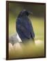 Common Raven, Corvus corax, Yellowstone, Montana-Maresa Pryor-Framed Photographic Print