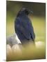 Common Raven, Corvus corax, Yellowstone, Montana-Maresa Pryor-Mounted Photographic Print